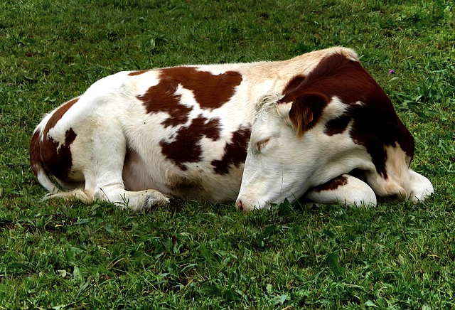 Kotiteurastamo Milan hoitaa eläimien hätäteurastuksen sekä auttaa eläimen toimittamisessa teurastamoon tai vaihtoehtoiesti leikkaa lihan asiakkaan omaan käyttöön
